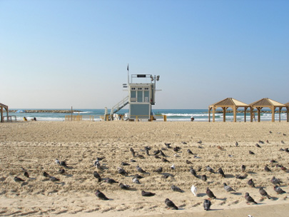 חוף בתל אביב