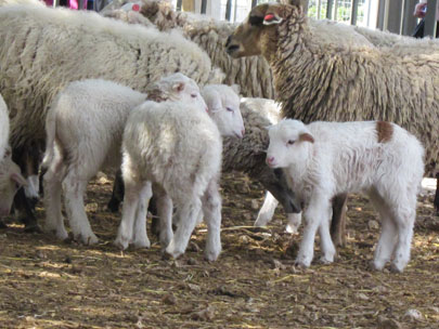 כבשים בחווה בתל אביב