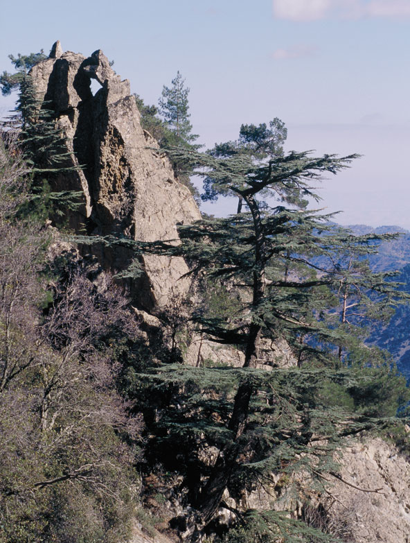 טיול רגלי בפארק הלאומי יער טרודוס מפגיש עם עצים רבים, בהם ייחודיים לקפריסין