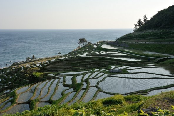 טרסות אורז בחצי האי נוטו