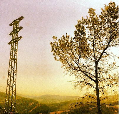 עץ ועמוד בתנועה, כביש אשדוד, צילום: עמי בן בסט