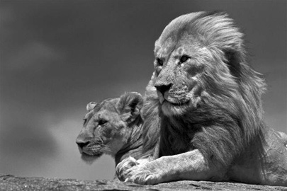 אריות בטנזיה, צילום: דורון הורוביץ, כל הזכויות שמורות