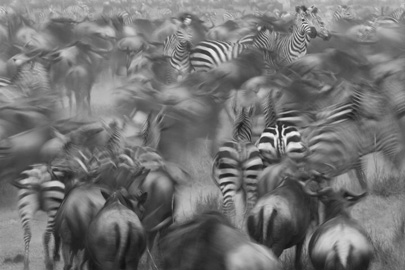 הנדידה הגזולה, טנזיה, צילום: דורון הורוביץ, כל הזכויות שמורות