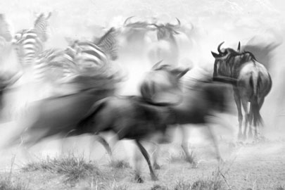 הנדידה הגזולה, טנזיה, צילום: דורון הורוביץ, כל הזכויות שמורות