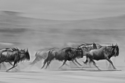 הנדידה הגזולה, טנזיה, צילום: דורון הורוביץ, כל הזכויות שמורות