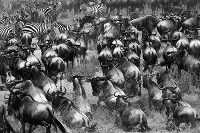 הנדידה הגזולה, טנזיה, צילום: דורון הורוביץ, כל הזכויות שמורות