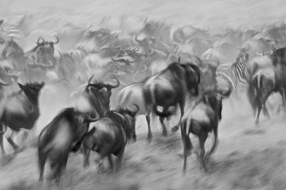 הנדידה הגזולה, טנזיה, צילום: דורון הורוביץ, כל הזכויות שמורות