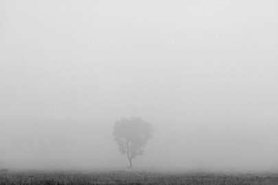 טנזיה, צילום: דורון הורוביץ, כל הזכויות שמורות