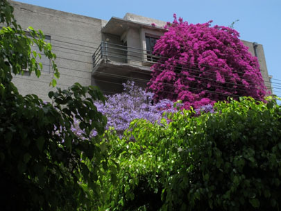 שדרות רוטשילד, צילום: גיא עולמי