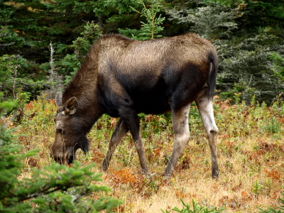 קייפ ברטון. סיכוי טוב למפגש אינטימי עם אייל הקורא