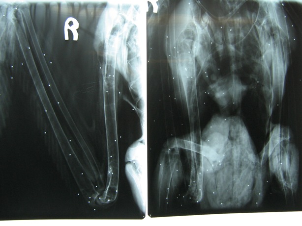 צילום: אוהד הצופה