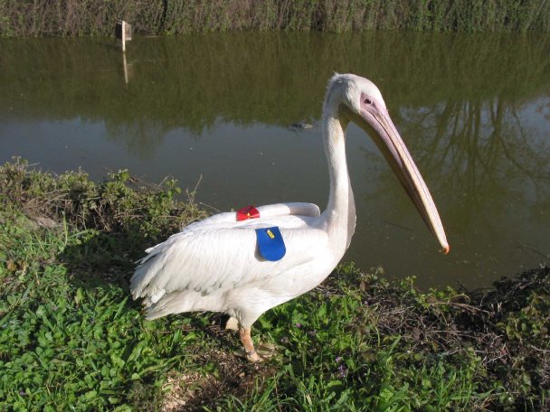 צילום: דידי קפלן, רשות הטבע והגנים