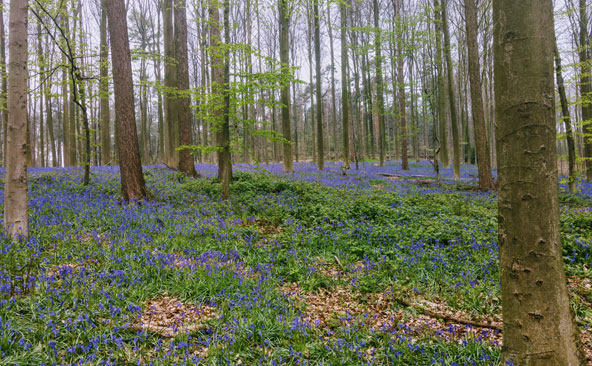היער ליד האל. באפריל הוא מתכסה בפריחה עדינה של פעמוניות כחולות | צילום: רותם בר כהן