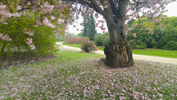 לו הייתי מלך: הגנים המלכותיים נפתחים לציבור פעם בשנה, למשך כשבועיים וחצי באביב | צילום: רותם בר כהן