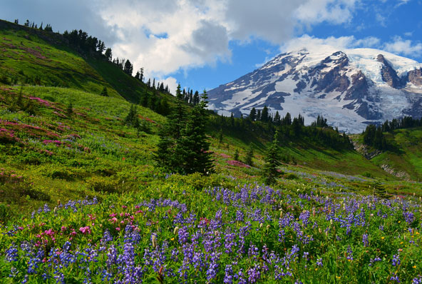 קיץ בפרדייז. היופי הזה מבהיר את השם פרדייז, גן עדן | צילום: Anupam_ts
