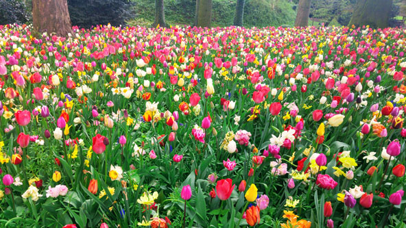 אינספור צבעונים פורחים בפלורליה | צילום: רותם בר כהן