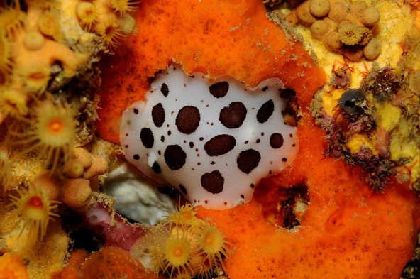 חשופית ספוגים ואלמוגים, איי מדס, ספרד