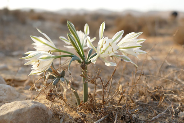 חבצלת הנגב בצומת רותם. צומחת אך ורק בישראל | צילום: ציפי אור מאיר