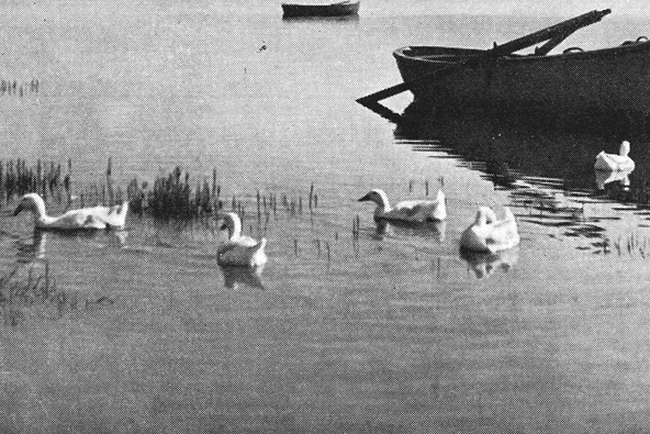 אגם החולה בשנת 1943. ייבושו הביא להכחדת בעלי חיים אנדמיים שחיו רק כאן