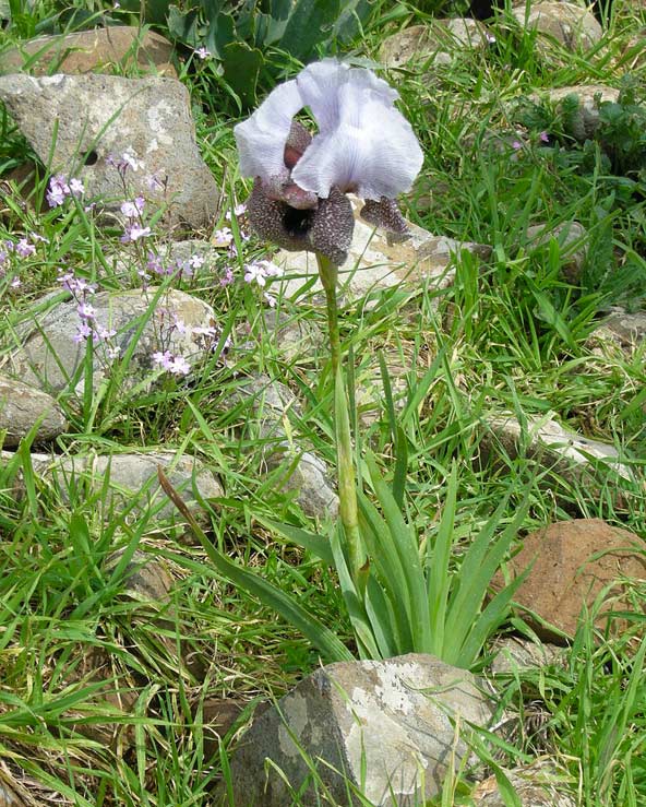 אירוס החרמון ליד קצרין. צמח אנדמי הנמצא בסכנת הכחדה | צילום: יואב דותן