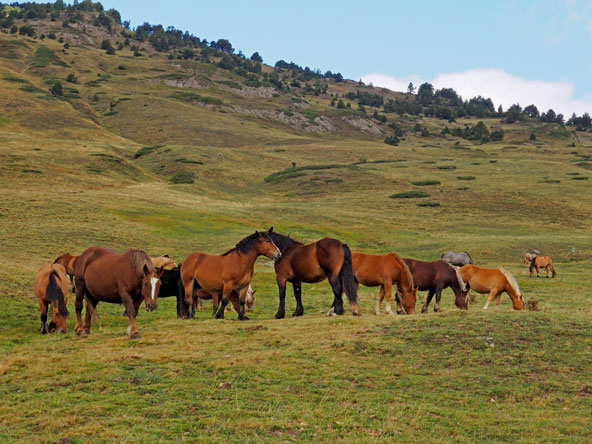 סוסים רועים באחו, מהמראות הפסטורליים של קטלוניה
