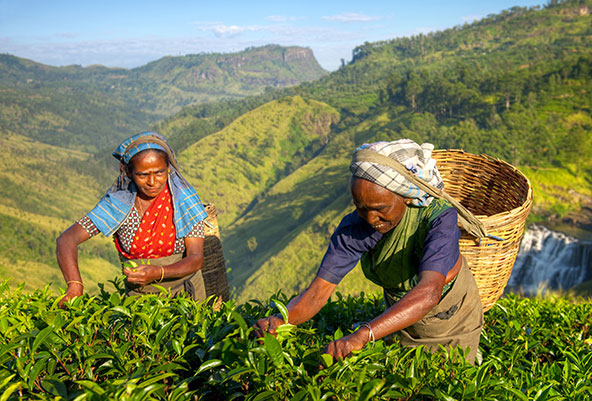 נשים עובדות במטע תה. סרי לנקה מפורסמת בתה ובתבלינים הצומחים באדמתה הפורייה
