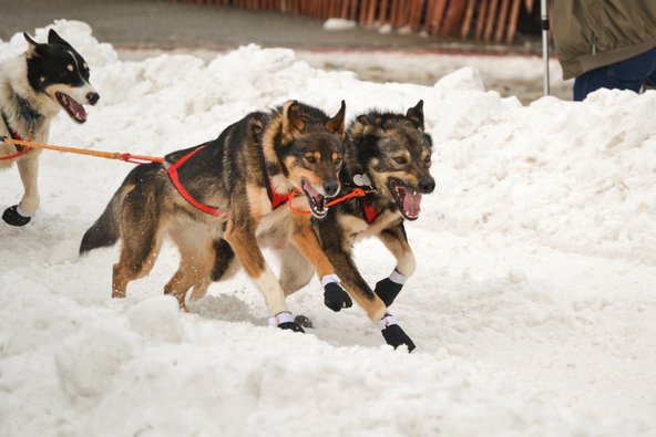 מרוץ מזחלות כלבים באלסקה