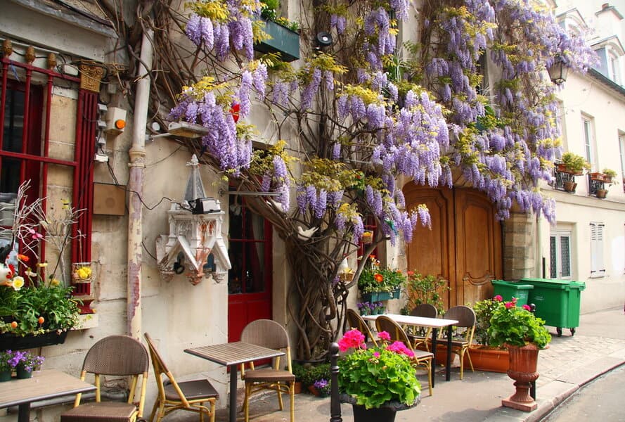 באביב הוויסטריה פורחת בכל פינה בפריז