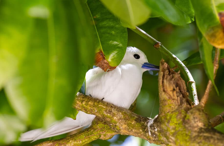 עונת אביב היא זמן טוב לצפייה בציפורים המקננות באי קוזין בסיישל