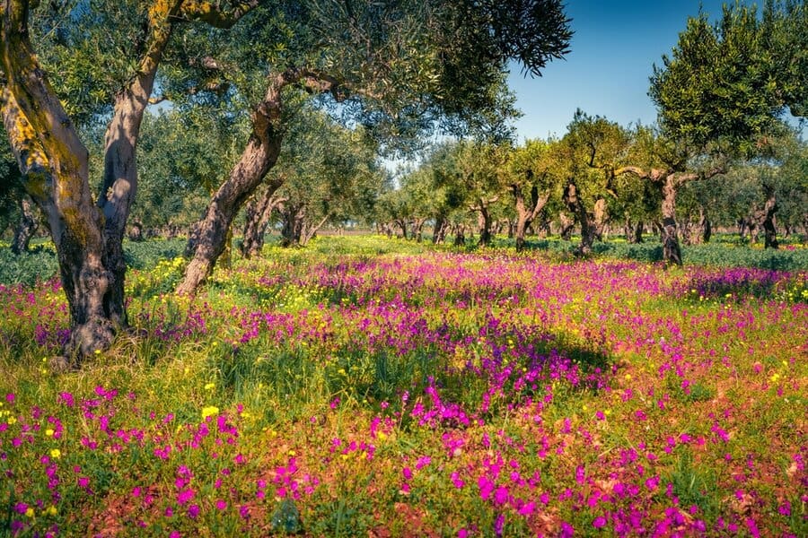 מטע זיתים מכוסה במרבד פריחה בסיציליה