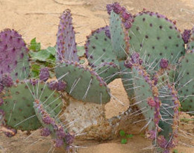 חוות הקקטוסים סאן פדרו
