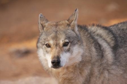 שמורת חי בר יטבתה