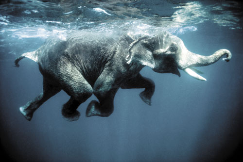 איי אנדמן: לשחות עם פילים