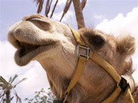 31 מזרח – פורטל תיירות וקהילה של ערד והנגב המזרחי