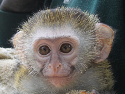 פארק הקופים