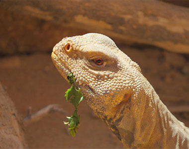 מרכז המבקרים מכתש רמון