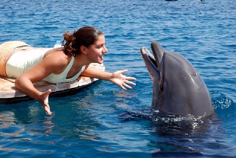 ריף הדולפינים