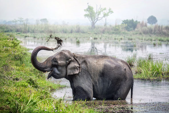ספארי בנפאל: קרנפים, פילים וטיגריסים