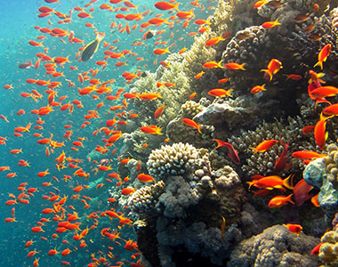 שמורת טבע חוף האלמוגים, אילת