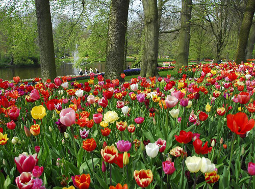 הולנד: טיול פריחה אביבי