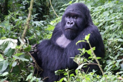 טיול לאוגנדה ורואנדה