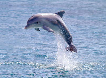 דולפינים בישראל