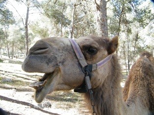 המוזיאון לתרבות הבדואים
