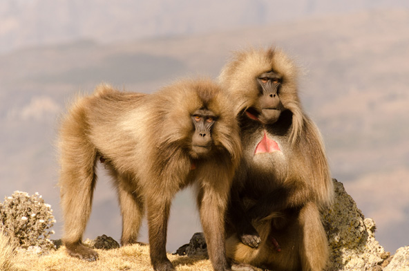 צמד של בבוני ג'ילדה, קופים החיים ברכס סימיאן