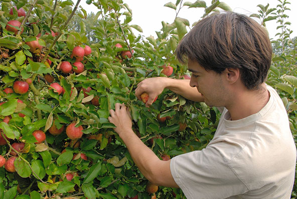 קטיף תפוחים בנורמנדי