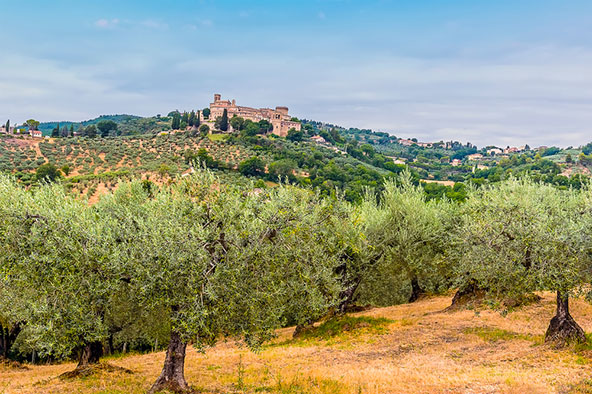 מטע זיתים באומבריה