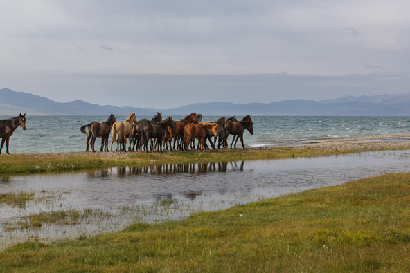 ככל שממשיכים במסע פוגשים עוד ועוד סוסים - בודדים, בקבוצות קטנות ובעדרים גדולים