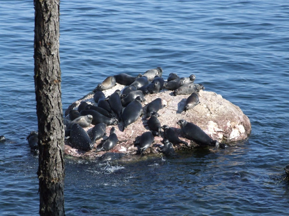 מושבת ניירפות, כלבי ים החיים במים מתוקים, היחידים מסוגם בעולם