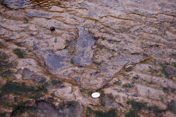 טביעת כף רגל של דינוזאור בחוף סטפין באי סקאי | צילום באדיבות The Skye Guide 