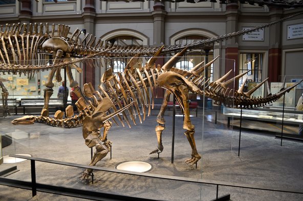 שלדי דינוזאורים במוזיאון הטבע בברלין | Faviel_Raven / Shutterstock.com